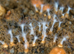 Sarcodictyon sp.