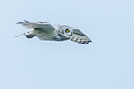 short eared owl Asio flammeus-3535