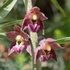 Dark red helleborine (Epipactis atrorubens).