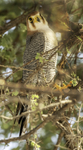 Red-necked Falcon