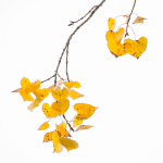 COTTONWOOD, OCTOBER 2014