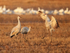Sandhill Crane jumping at dawn, Bosque del Apache, New Mexico