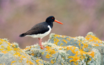 Oystercatcher