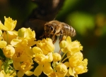 Bee at work