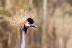 Bird Grey Crowned Crane
