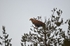 White-tailed Eagle