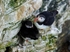Puffins