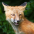 Red Fox Kit #8