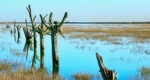 Magwich Trees ~ Tollesbury Essex (1)