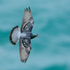 Feral Pigeon in flight at Durlston