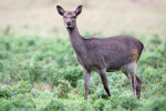 Sika Deer