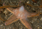 Astropecten irregularis (spawning)