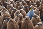 Odd One Out
