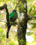Resplendent Quetzal (female) at Curi-Cancha, Costa Rica