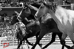 Bucking Horses BW_1159