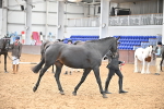Class 16 - In Hand Showing Supreme Championships portfolio
