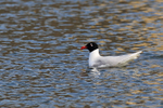 Mediterranean Gull portfolio