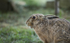 Brown Hare ref bh 11