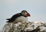 Puffin