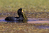 Giant Coot carrying nest material, Rio Putana, Chile