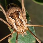 Harvestman (Metaphalangium cirtanum)