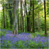 Downhill Bluebells (IMG1269)