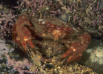 Liocarcinus corrugatus mating pair