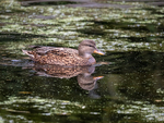 Gadwall