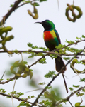 Beautiful Sunbird portfolio