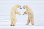 Polar Bears 'dancing' during fight, Churchill, Canada