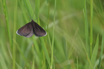 Chimney Sweeper on grass leaf, Yorkshire Wolds Way, near Huggate