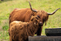 Highland Cattle Pollok Park - DSC_8748