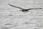 Peruvian Pelican flying outstretched wings, Chile