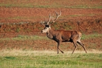 Red Deer