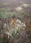 OCTOBER MEADOW #4- NORFOLK COUNTY