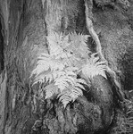 Bark 57