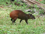 070115 Devils Island Unidentified Rat