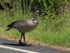 Hawaiian Goose (Nene) at roadside, Hawaii Volcanoes National Park
