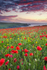 Red Flowers at Night