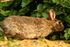 Rabbit - RSPB Minsmere