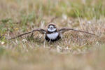 Two-banded Plover wings extended, Falklands