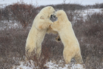 Polar Bears upright sparring, Churchill, Canada