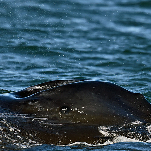 Humpback Whale Megaptera novaeangliae
