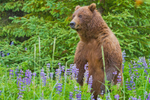 Female in Lupines