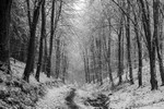 Winter Woodland 4