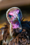 hooded vulture Necrosyrtes monachus-229