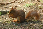 Red Squirrel