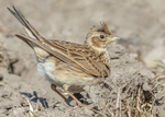 Skylark 2