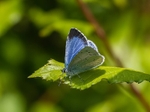 Holly Blue