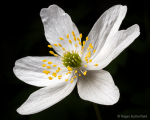 Wood Anemone (04)